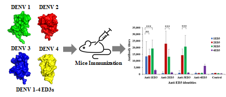 The Immunogenicity of DENV1-4 ED3s Strongly Differ despite Their Almost Identical Three-Dimensional Structures and High Sequence Similarities