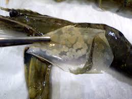 A gamechanger for shrimp farming: Whole genome decode of WSSV