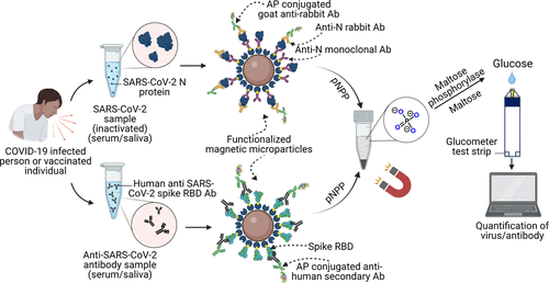 Adapting Commercial Glucometer Test Strip for Environmental analytes (Phosphate and Arsenic) sensing and for Quantifying SARS-CoV-2 Spike RBD IgG Antibody and SARS-CoV-2 Virus in Saliva and Serum